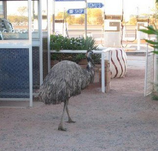 Curtin Springs Station - Accommodation Melbourne 5