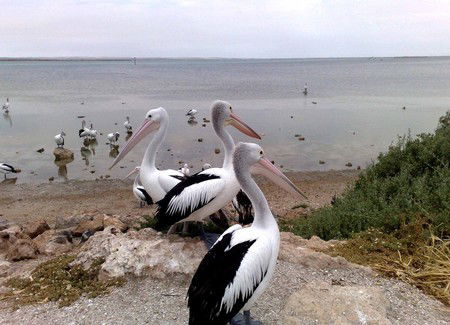 Venus Bay Caravan Park - Melbourne 4u 1