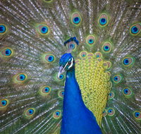 Willunga Peacock Farm Bed and Breakfast - Accommodation Melbourne