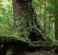 Land of the Giants Caravan Park - Accommodation Melbourne