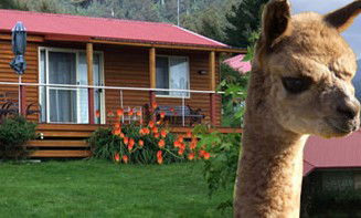 Maydena Country Cabins Accommodation & Alpaca Stud - Accommodation Melbourne 1