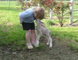 Taras Richmond Farmstay - Accommodation Melbourne 3