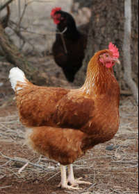 Avonmore Estate Biodynamic Winery - Melbourne 4u 0
