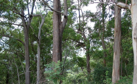 Bamboo Retreat - Accommodation Melbourne 1