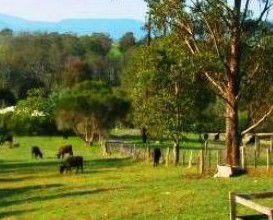 Giba Gunyah Country Cottages - Accommodation Melbourne 1