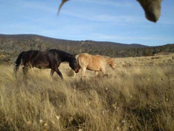 Mia Creek Bed And Breakfast - Accommodation Melbourne 3