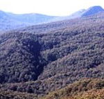 Callicoma Hill Eco-Cabins - Accommodation Melbourne