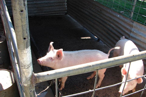 Lee Farmstay - Melbourne 4u 6