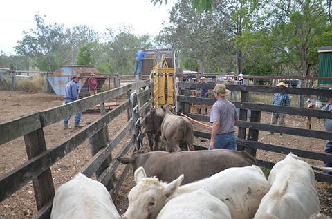 Lee Farmstay - Melbourne 4u 7