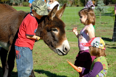 Diamond Forest Farm Stay - Melbourne 4u 3
