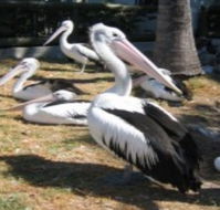 Christmas Cove Caravan Park - Accommodation Melbourne