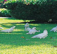 Aurora Kakadu - Accommodation Melbourne