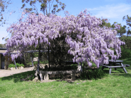 Studio Cottages Romantic Hideaway - Accommodation Melbourne 5