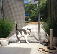 Caringbah Cat Hotel - Accommodation Melbourne