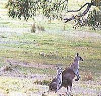 Kangaroo Ridge Retreat - Accommodation Melbourne