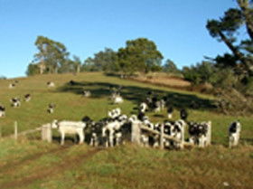 St Columba Cottage - Melbourne 4u 0