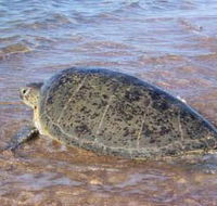 Mackerel Islands - Accommodation Melbourne
