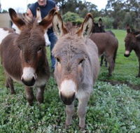 Donkey Tales Farm Cottages - Accommodation Melbourne