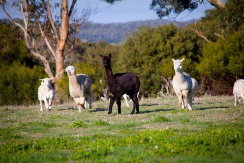 Coastal View Cabins - Accommodation Melbourne 5