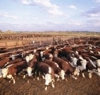 Bond Springs Outback Retreat - Accommodation Melbourne