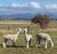 Promhills Cabins - Accommodation Melbourne