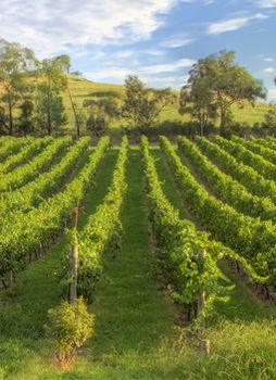 Balgownie Estate Vineyard & Spa - Accommodation Melbourne 4