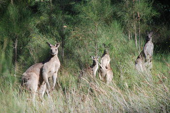 Worrowing At Jervis Bay - Accommodation Melbourne 51