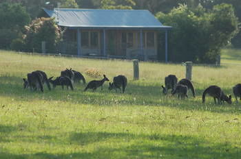 Worrowing At Jervis Bay - Accommodation Melbourne 62
