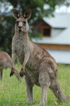 Worrowing At Jervis Bay - Accommodation Melbourne 78