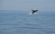 Worrowing At Jervis Bay - thumb 102