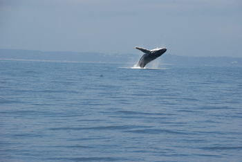 Worrowing At Jervis Bay - Accommodation Melbourne 102