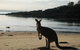 Worrowing At Jervis Bay - thumb 35