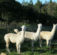 Blackwattle Farm BampB and Farm Stay - Accommodation Melbourne