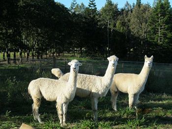 Blackwattle Farm B&B And Farm Stay - Accommodation Melbourne 0