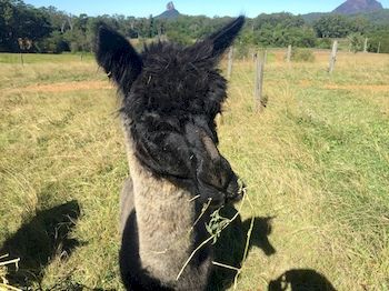 Blackwattle Farm B&B And Farm Stay - Accommodation Melbourne 4