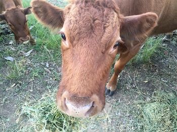 Blackwattle Farm B&B And Farm Stay - Accommodation Melbourne 5