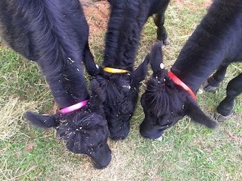 Blackwattle Farm B&B And Farm Stay - Accommodation Melbourne 6