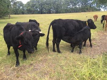 Blackwattle Farm B&B And Farm Stay - Accommodation Melbourne 8