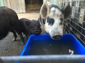 Blackwattle Farm B&B And Farm Stay - Accommodation Melbourne 14