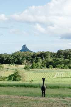 Blackwattle Farm B&B And Farm Stay - Accommodation Melbourne 38