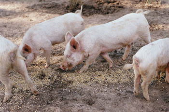 Blackwattle Farm B&B And Farm Stay - Accommodation Melbourne 40