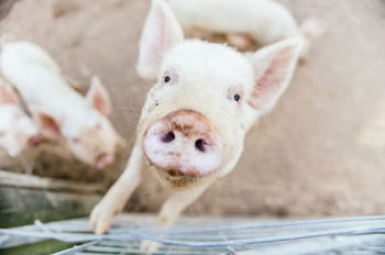 Blackwattle Farm B&B And Farm Stay - Accommodation Melbourne 41