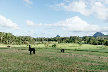 Blackwattle Farm B&B And Farm Stay - Accommodation Melbourne 43