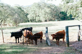 Blackwattle Farm B&B And Farm Stay - Accommodation Melbourne 44