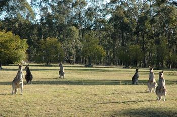 Hunter Hideaway Cottages - Accommodation Melbourne 14