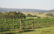 Tranquil Vale Vineyard & Cottages - thumb 5