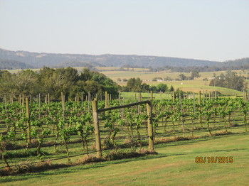 Tranquil Vale Vineyard & Cottages - Accommodation Melbourne 5