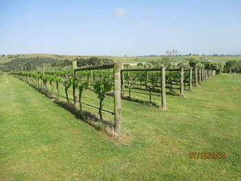 Tranquil Vale Vineyard & Cottages - Accommodation Melbourne 8