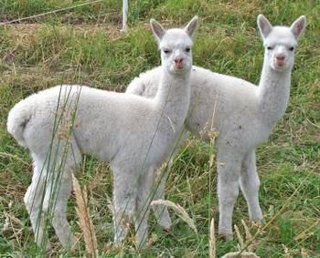 Valley Farm Vineyard Cottages - Accommodation Melbourne 2