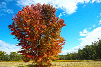 Valley Farm Vineyard Cottages - Accommodation Melbourne 6